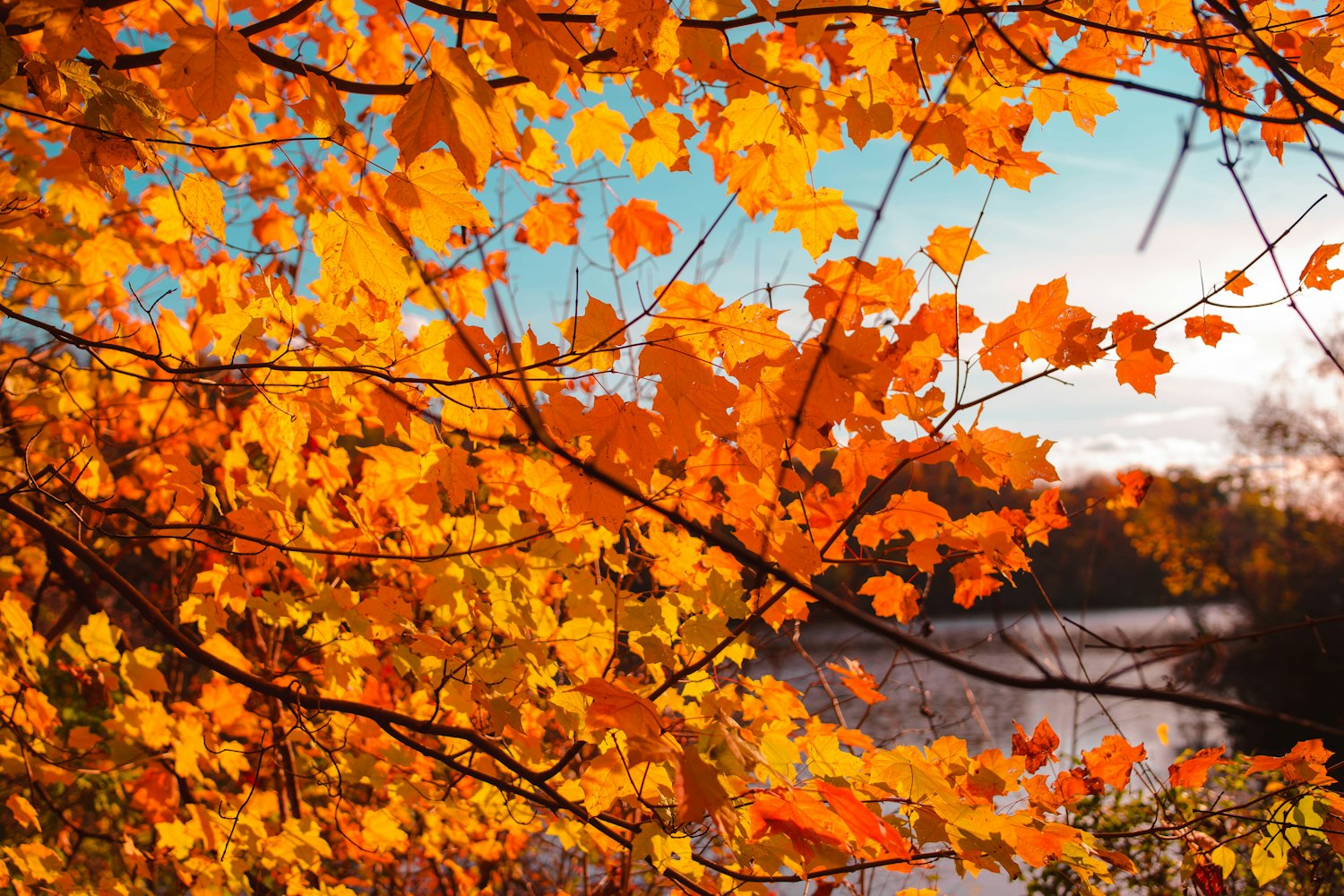 金秋365视频，用365帧日常，酿一整个秋天的温柔